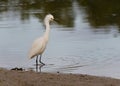 Snowy egret Egretta thula